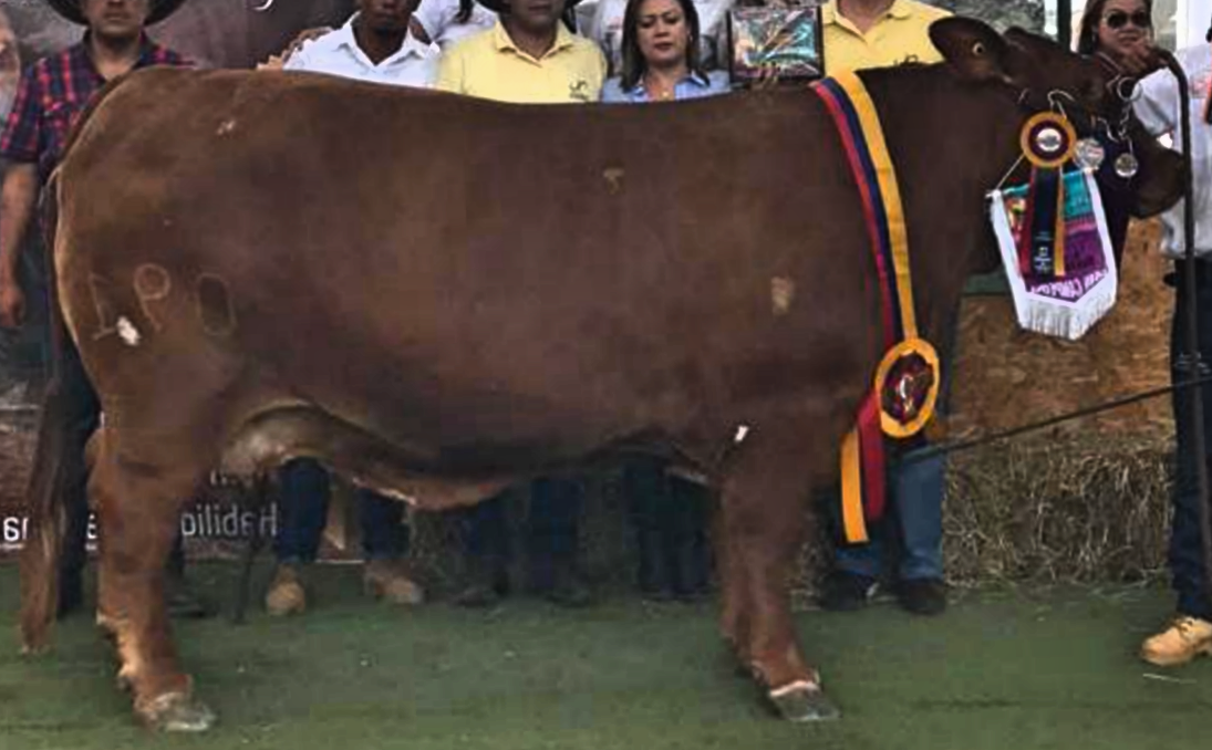 “Beefmaster/Droughtmaster – Miss World” Hall of Fame – PJBudler.com