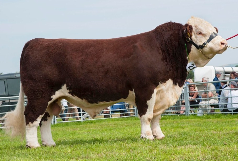 Hereford Champion Of The World Hall Of Fame PJBudler hereford-champion-of-the-world-hall-of-fame-pjbudler