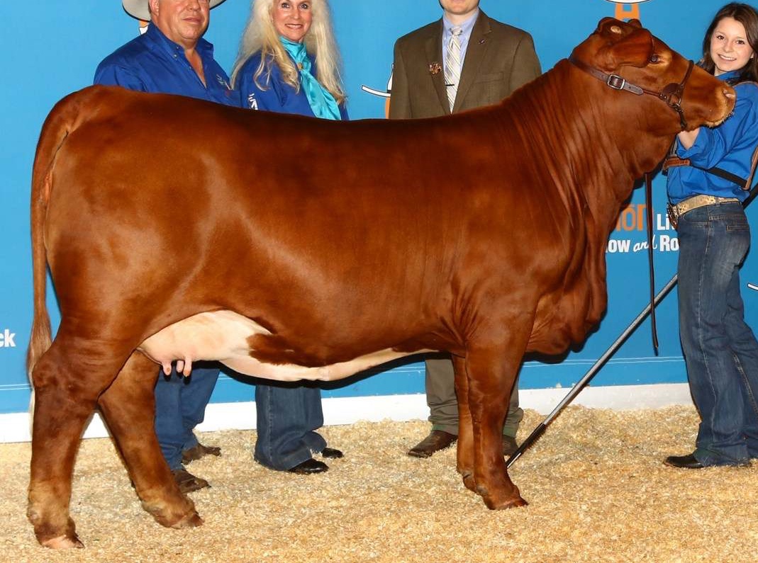 “Beefmaster/Droughtmaster – Miss World” Hall of Fame – PJBudler.com